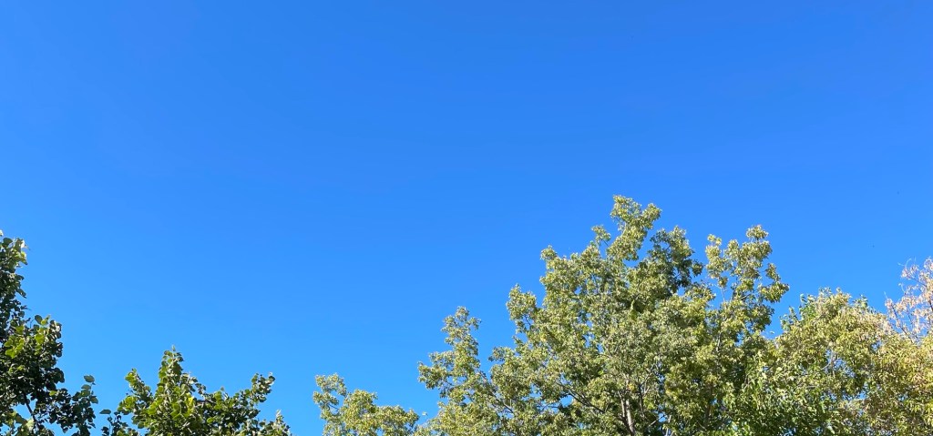 Deep bright blue sky over green treetops.